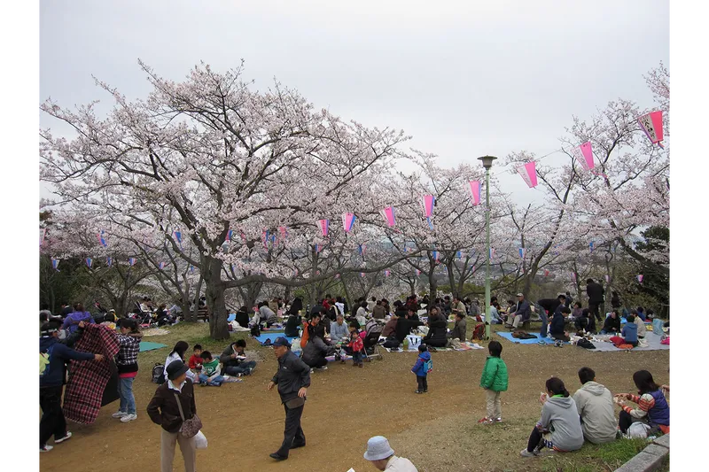 衣笠山公園の桜・花見情報_1
