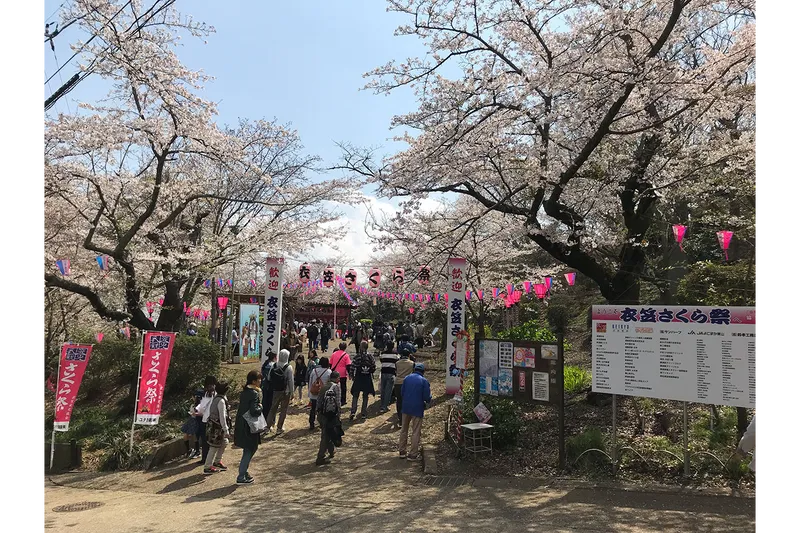 衣笠山公園の桜・花見情報_2