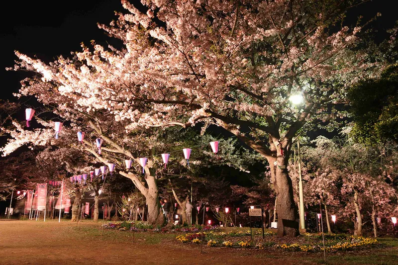 衣笠山公園の桜・花見情報_3