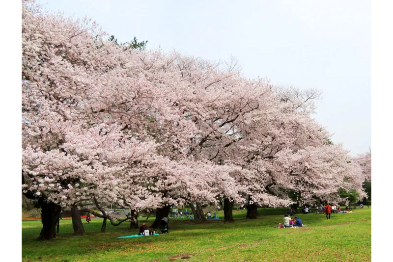 野川公園(自由広場桜並木)