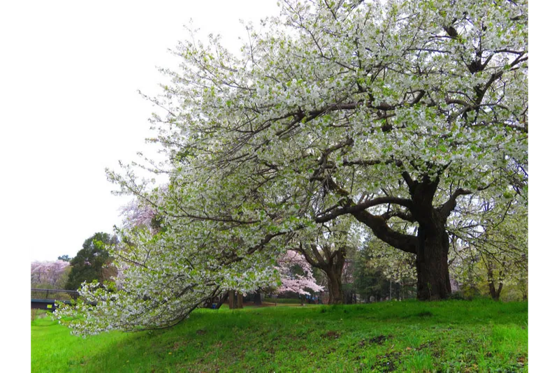 野川沿いオオシマザクラ