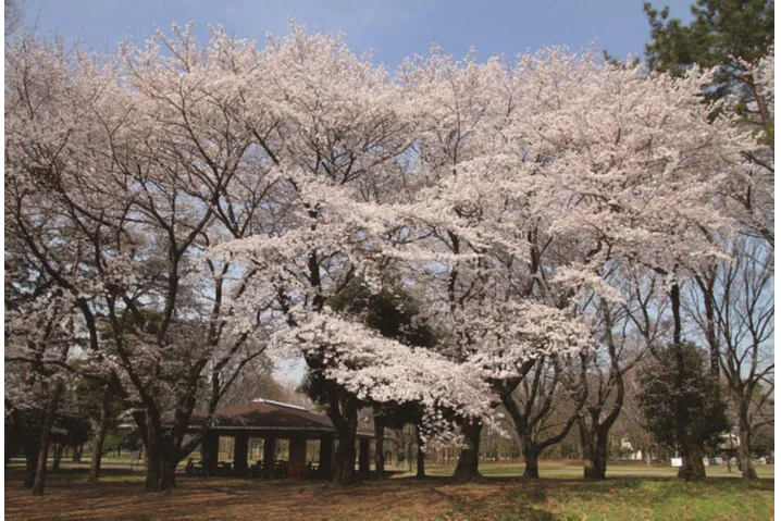 野川公園大あずまやと桜
