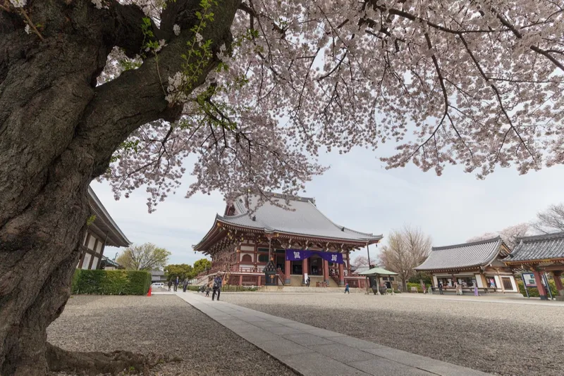 池上本門寺の桜・花見情報_1