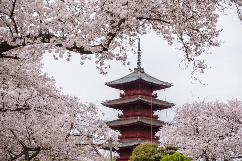池上本門寺の桜・花見情報_2