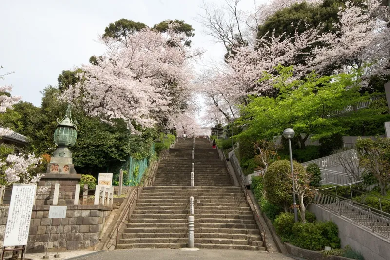 池上本門寺の桜・花見情報_3