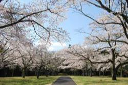 千葉市昭和の森