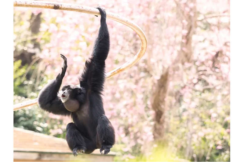 フクロテナガザルとシダレザクラ