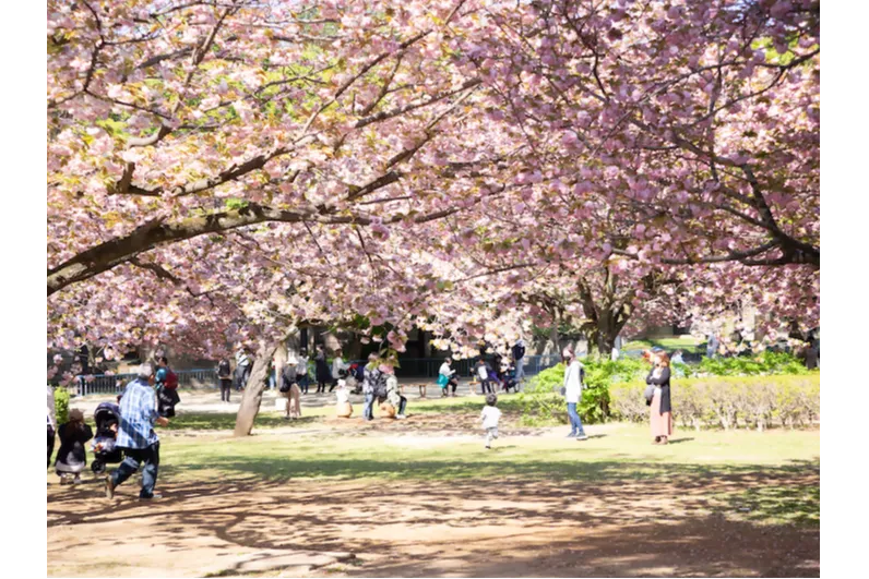 千葉市動物公園の桜・花見情報_1
