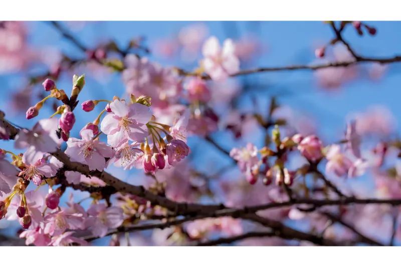 千葉市動物公園の桜・花見情報_3
