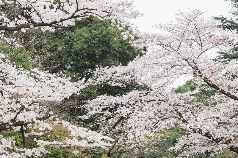 東京都庭園美術館の桜・花見情報_3