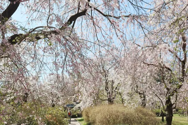 さくら園