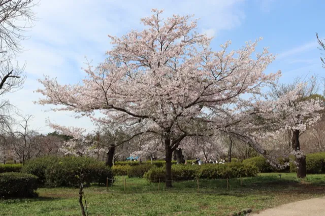 サクラ‘神代曙’の若木