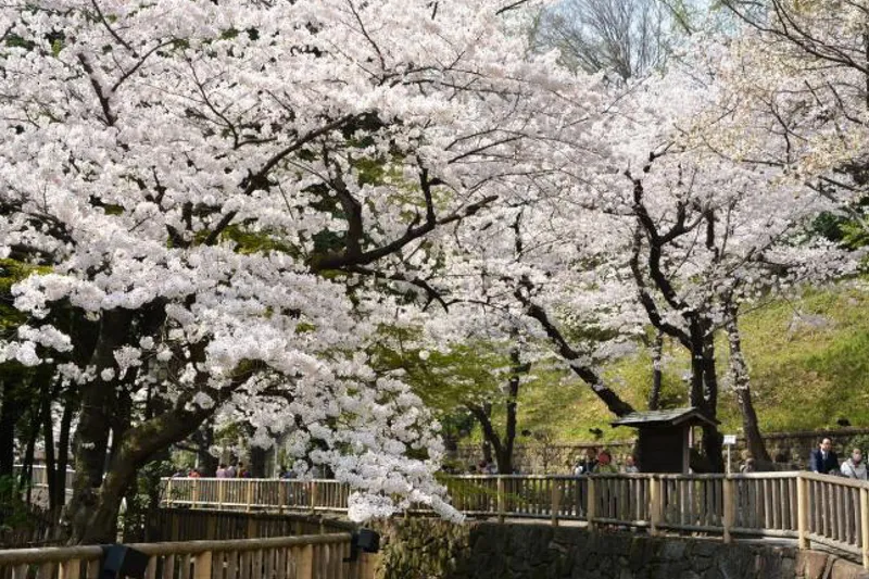 音無親水公園の桜・花見情報_1