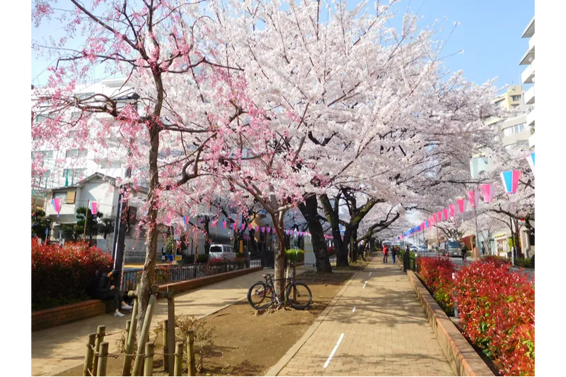 播磨坂さくら並木の桜・花見情報_1