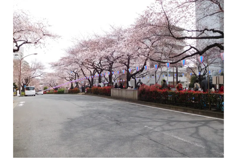 播磨坂さくら並木の桜・花見情報_2