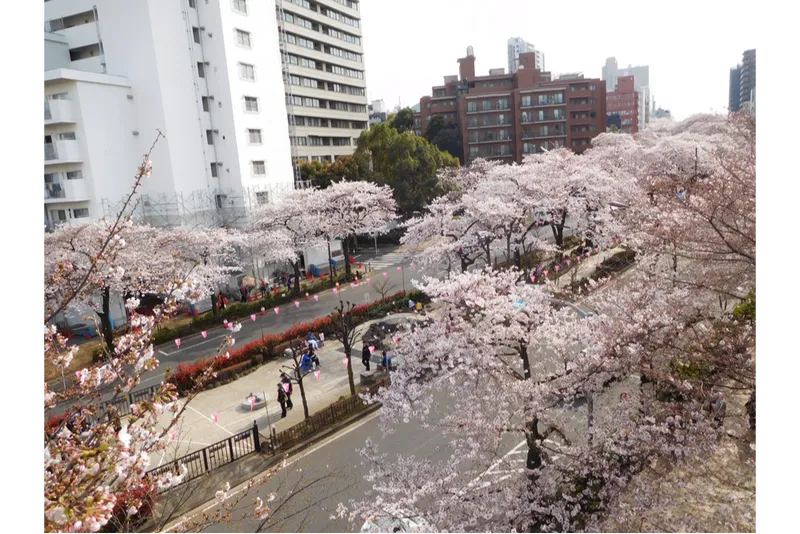 東京都の桜並木＆桜トンネル名所2025