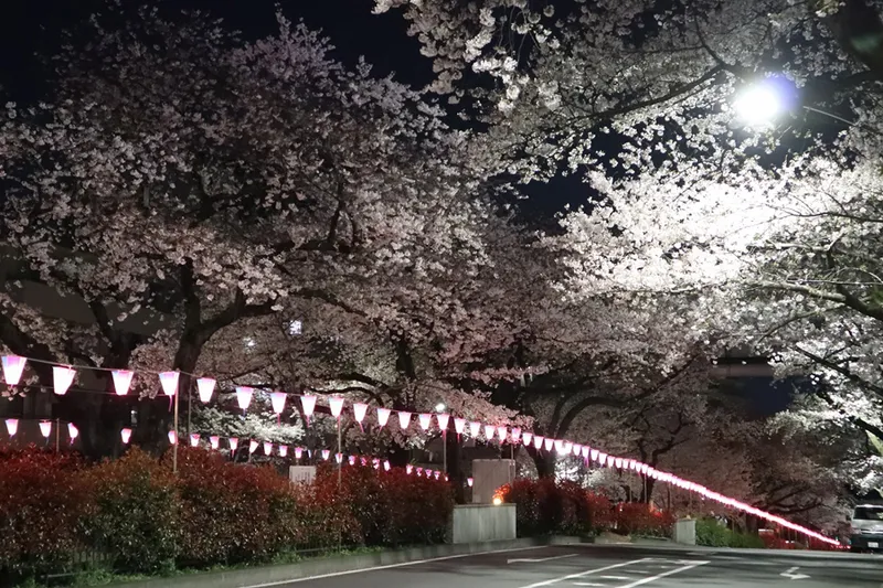 東京都の桜並木＆桜トンネル名所2025