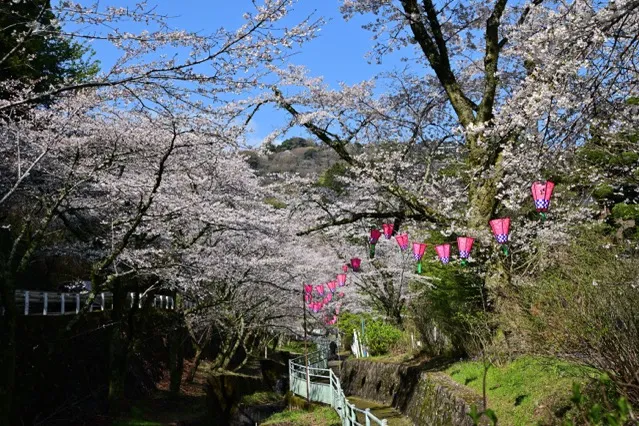 飯山白山森林公園の桜・花見情報_1
