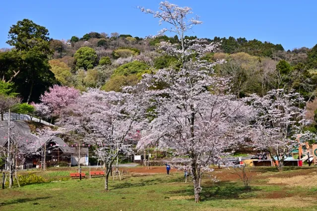 飯山白山森林公園の桜・花見情報_2