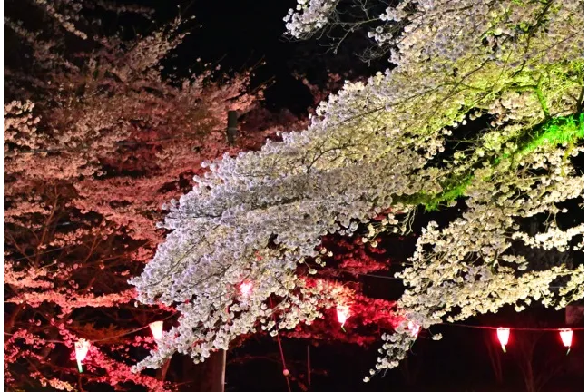 飯山白山森林公園の桜・花見情報_3