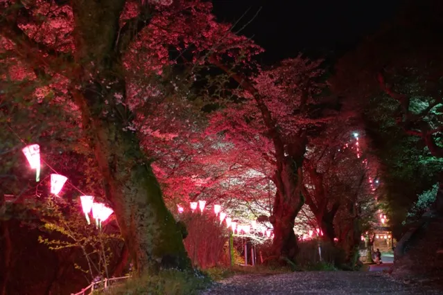 飯山白山森林公園の桜・花見情報_4