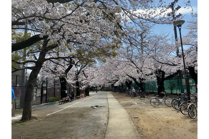 哲学堂公園の桜・花見情報_1