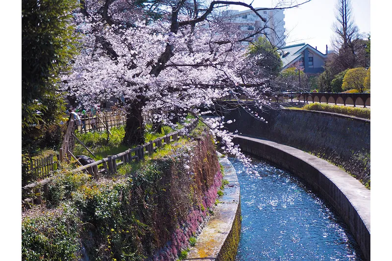 哲学堂公園の桜・花見情報_3