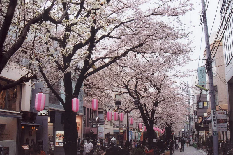 九品仏川緑道_1