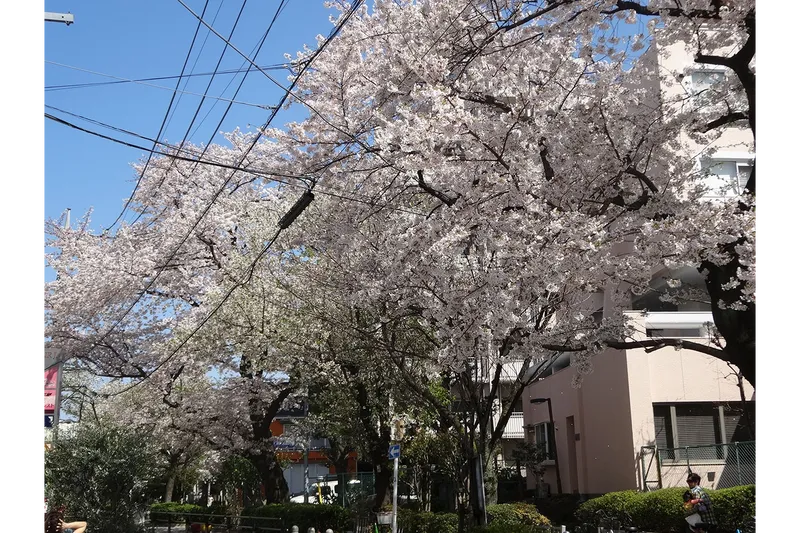 九品仏川緑道_2