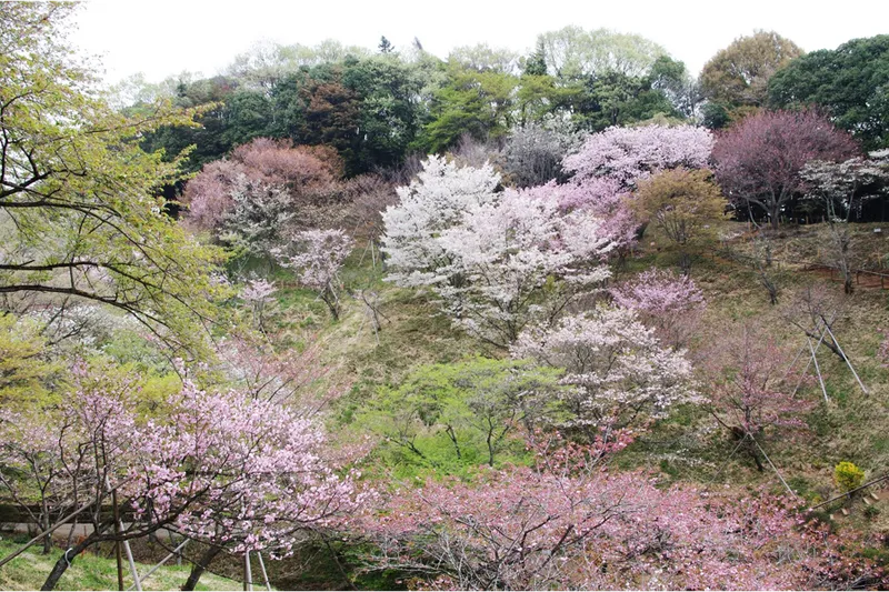 サクラ保存林の遠景
