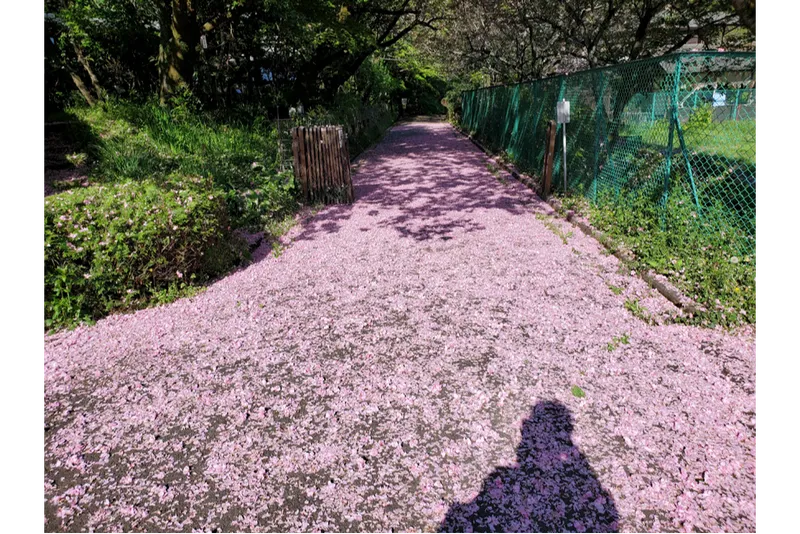 サクラの花道
