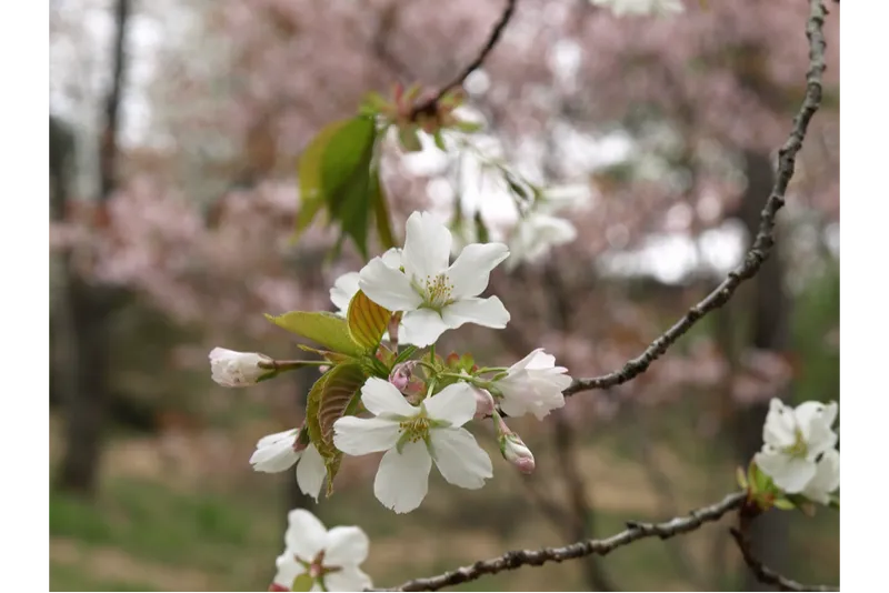 森林総合研究所　多摩森林科学園の桜・花見情報_2
