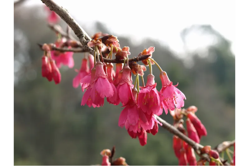 森林総合研究所　多摩森林科学園の桜・花見情報_3