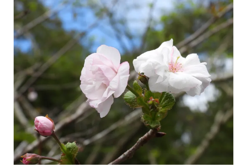森林総合研究所　多摩森林科学園の桜・花見情報_4