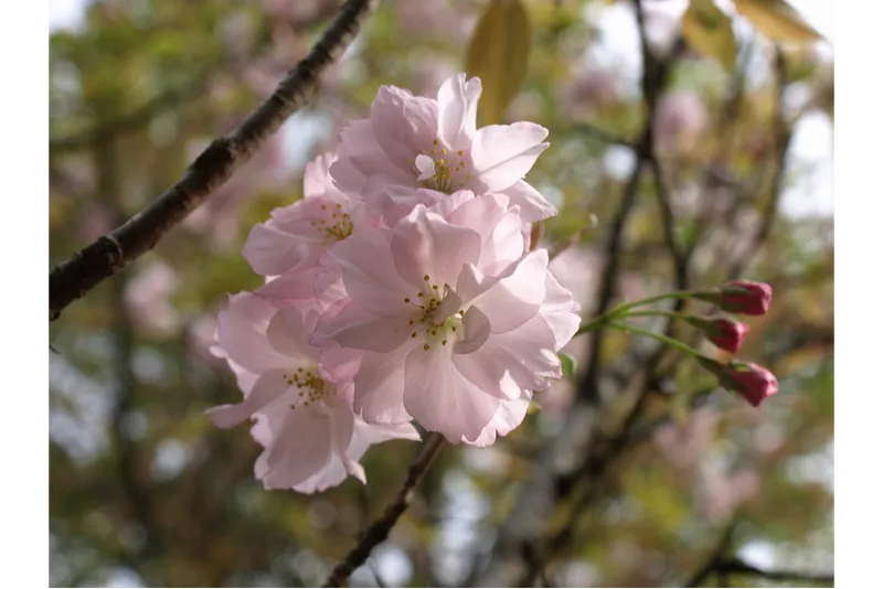 森林総合研究所　多摩森林科学園の桜・花見情報_5