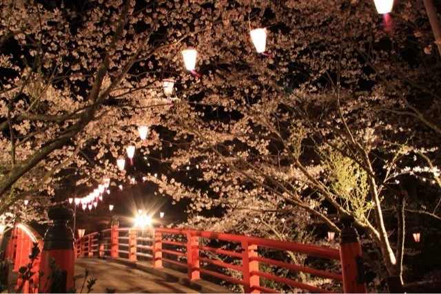 小見川城山公園の桜・花見情報_2