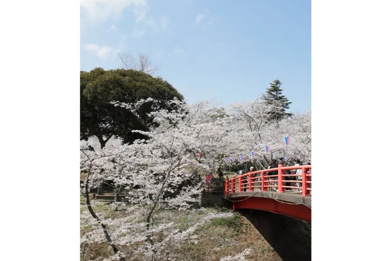 小見川城山公園の桜・花見情報_3