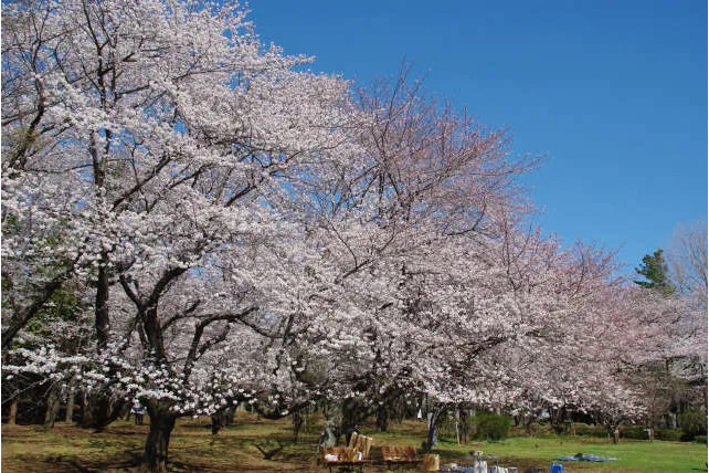 千葉公園の桜・花見情報_2