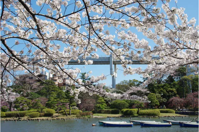 千葉公園の桜・花見情報_3