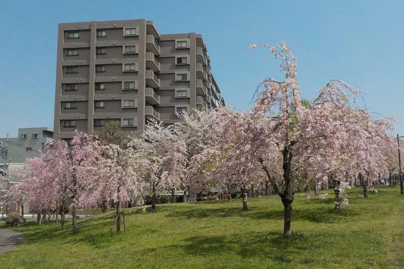 都立尾久の原公園の桜・花見情報_1