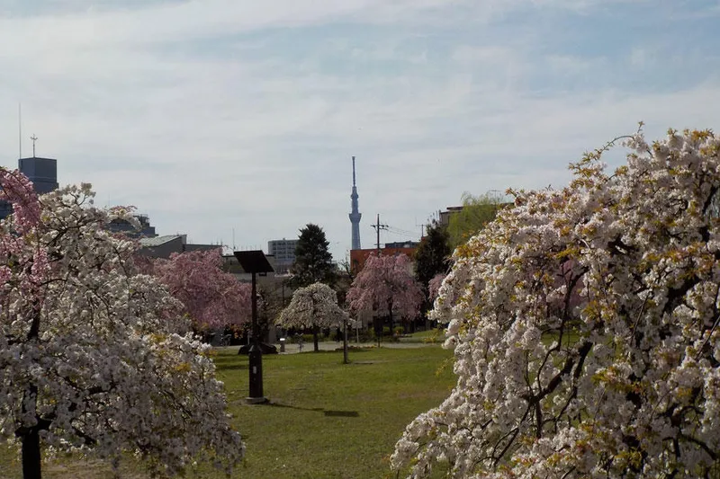 都立尾久の原公園の桜・花見情報_2