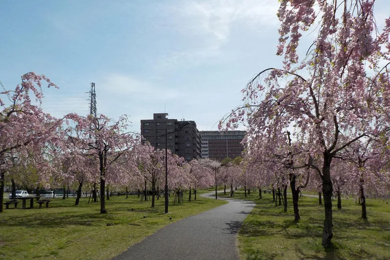 都立尾久の原公園の桜・花見情報_3