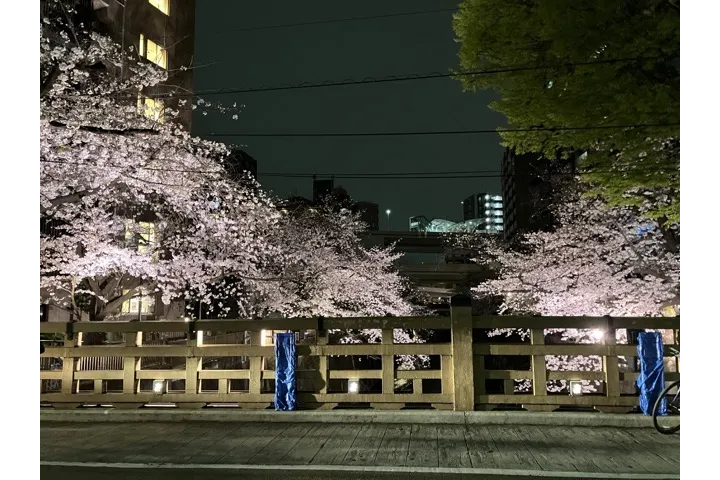 1.桜のライトアップ（板橋①）