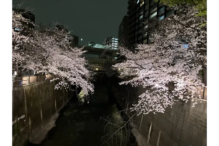 2.桜のライトアップ（板橋②）