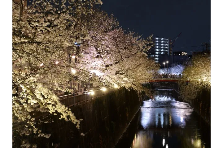 3.桜ライトアップ（中板橋付近①）