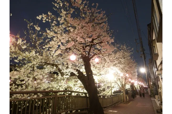 4.桜ライトアップ（中板橋付近④）