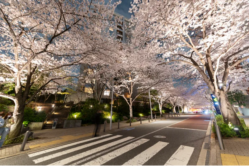 六本木ヒルズの桜・花見情報_3