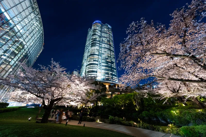 六本木ヒルズ森タワーと夜桜のコラボレーション