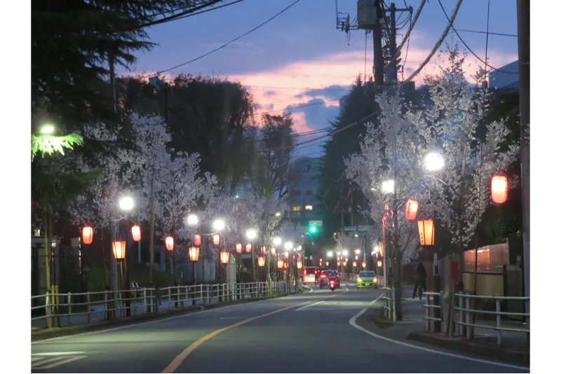 府中市道府中公園通りの桜・花見情報_1