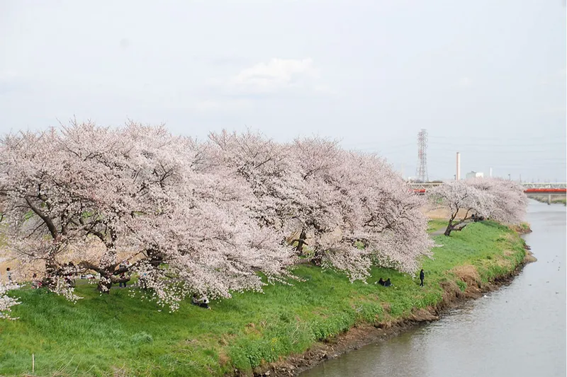 柳瀬川の桜・花見情報_3